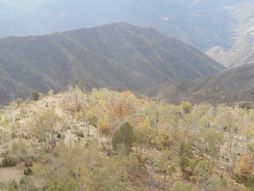 Konji, planina Stolovi