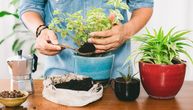 Zašto je talog od kafe odlično đubrivo: Evo kako napraviti mešavinu koja će održavati vaše biljke zdravim