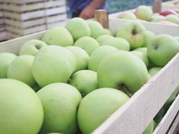 Darko Topalovi  jabuke berba