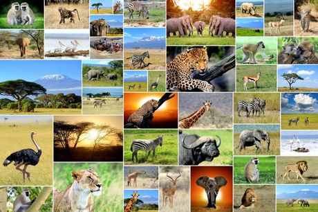 Svetski dan životinja
