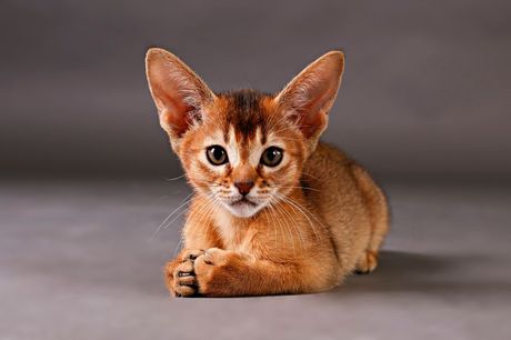 Abisinska mačka
