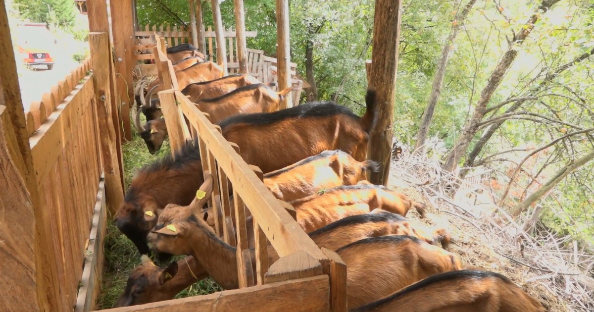 Potvrđena bruceloza: Uništeno stado koza, vlasnik u bolnici