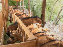 porodica Fazlić, Mileševa, koze