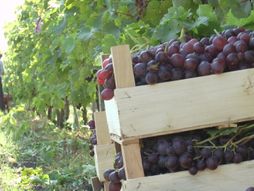 grožđe, vinogradi, topola
