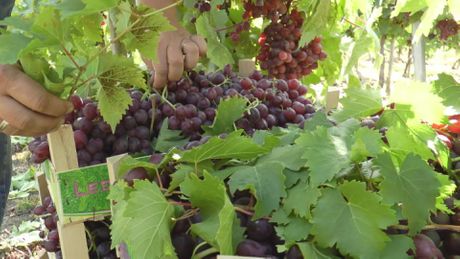 grožđe, vinogradi, topola