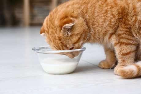 Mačka i mleko