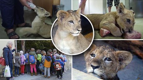 Mladi lav lavić mladunac mladunče zoo vrt Subotica Palić
