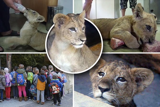 Mladi lav lavić mladunac mladunče zoo vrt Subotica Palić