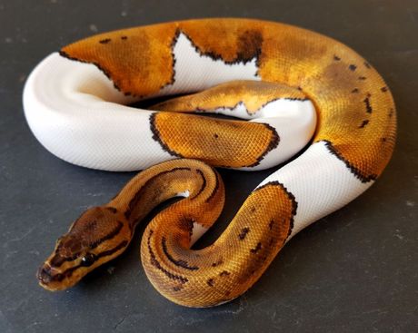 Reptili kućni ljubimci