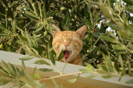 Mačka i loše ponašanje u bašti