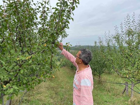 Zoran Joksimović, Zets Orchard, voćnjak, Mionica, organska proizvodnja, šljiva, jabuka