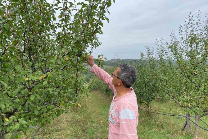 Zoran Joksimović, Zets Orchard, voćnjak, Mionica, organska proizvodnja, šljiva, jabuka