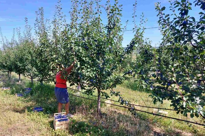 Zoran Joksimović, Zets Orchard, voćnjak, Mionica, organska proizvodnja, šljiva, jabuka Zoran Joksimović, Zets Orchard, voćnjak, Mionica, organska proizvodnja, šljiva, jabuka