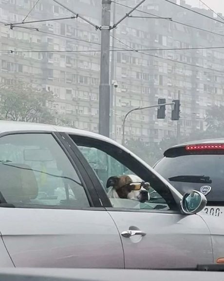 pas, lepo vreme, automobil, šmekerske naočare,