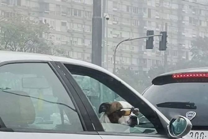 pas, lepo vreme, automobil, šmekerske naočare, pas, lepo vreme, automobil, šmekerske naočare,