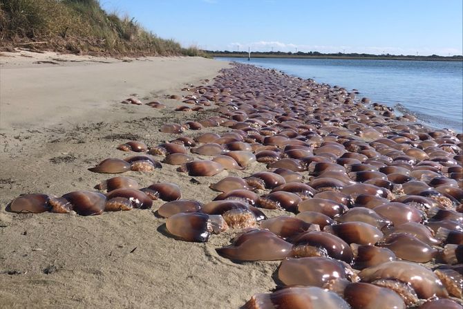 Topovske meduze