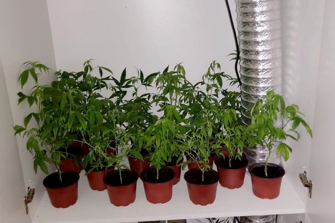 Niš laboratorija droga marihuana