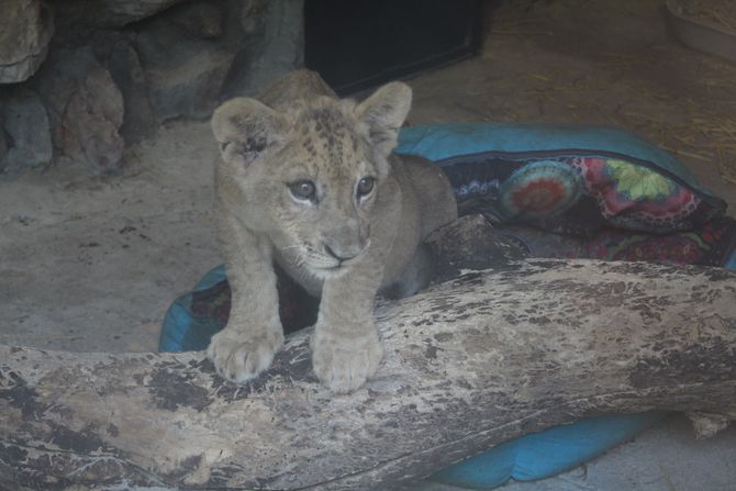 Lavić, Beba Lav, ZOO Palić