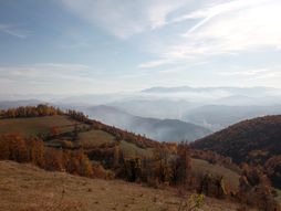 Pešter, sela, Visočka, Bare