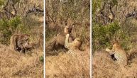 Krvnička borba hijena i leoparda oko vepra: On jadan gledao samo kako da izvuče živu glavu