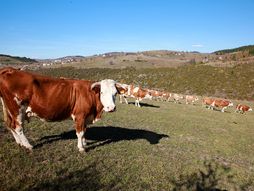 selo Bukovik kod Nove Varoši