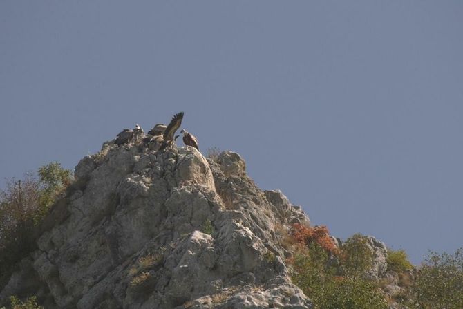 Lajka i Nemanja, beloglavi supovi