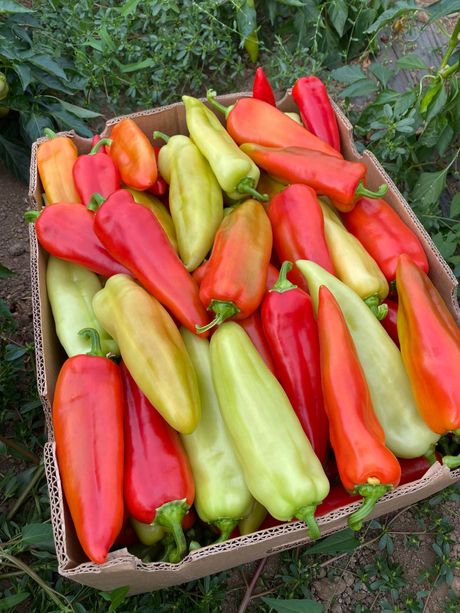 nikola krstić, žitorađe, paprika, povrtarstvo, imanje