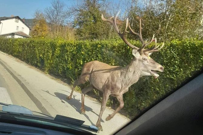 Priboj, jelen Priboj, jelen