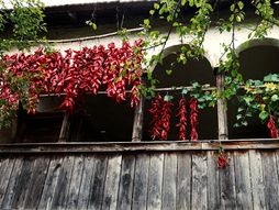 Balta Berilovac, Stara planina