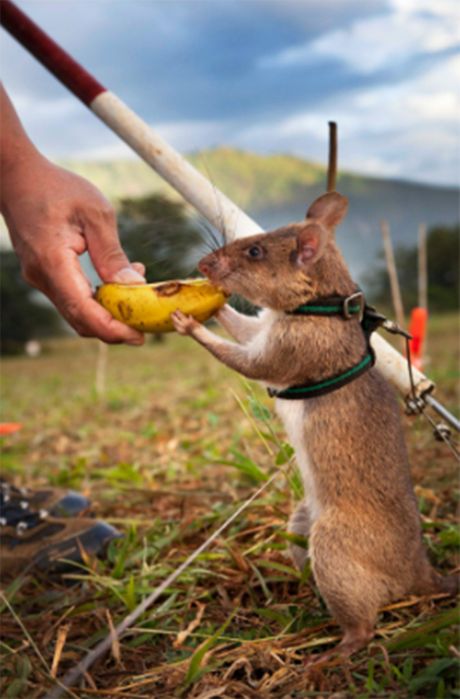 Pacovi dresirani pomoć spasilačka akcija mine zemljotres HeroRats