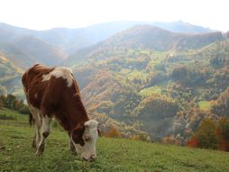 Selo Osonica u Ivanjici
