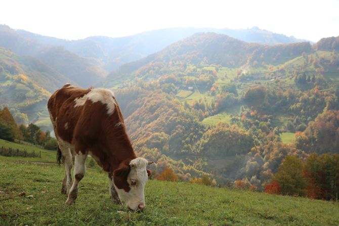 Selo Osonica u Ivanjici