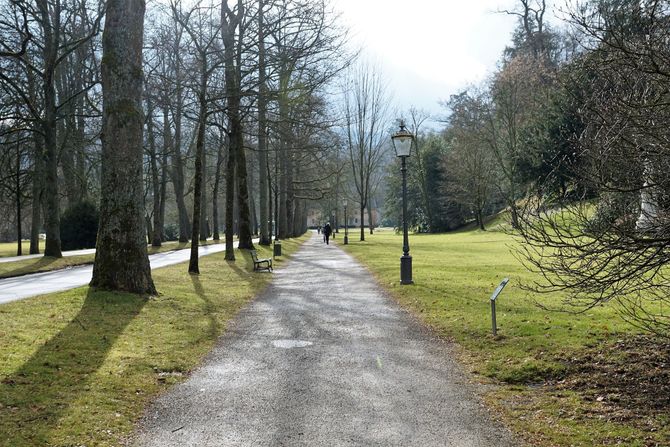 park, drveće, ilustracija