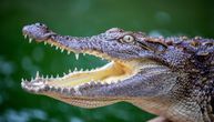 Uhvaćen i ubijen aligator veličine terenca: Lovci se borili s njim sedam sati