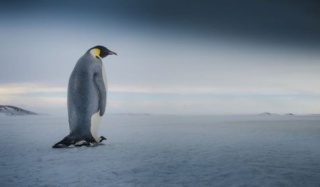 Kraljevski pingvin