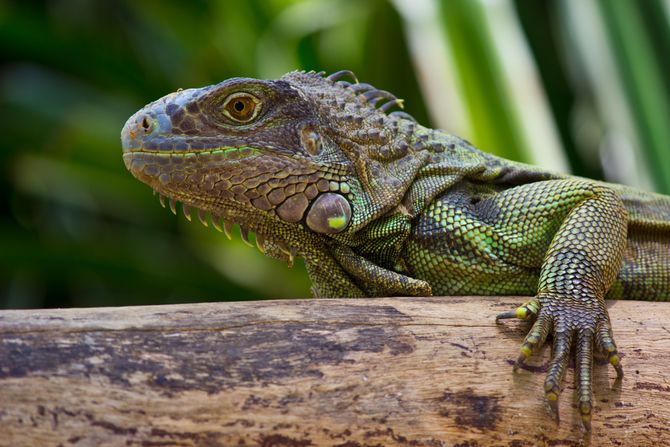 Gušter Iguana