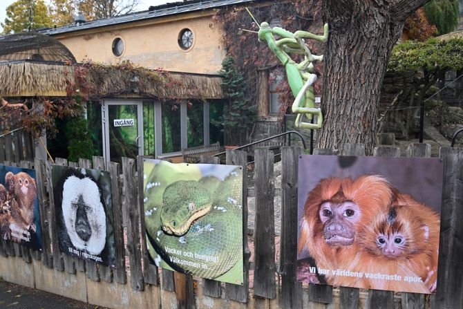 Kraljevska kobra zmija Švedska Stokholm zoo vrt