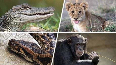 Mladunče lava, piton, majmun, aligator životinje zaplena