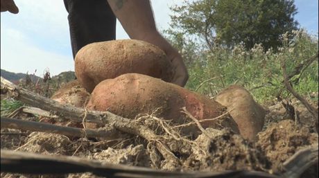 Ivanjica ivanjički krompir