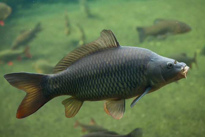 Šaran, Cyprinus carpio Šaran, Cyprinus carpio