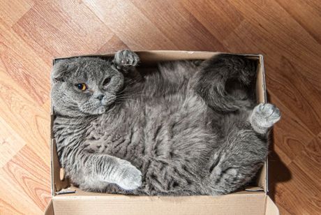 Mačke i savitljivost tela