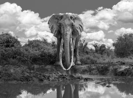 Slon slonica Dida Queen of Tsavo Kenija