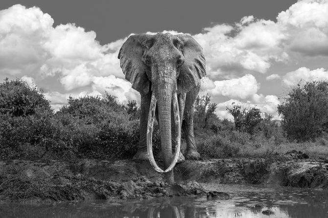 Slon slonica Dida Queen of Tsavo Kenija Slon slonica Dida Queen of Tsavo Kenija