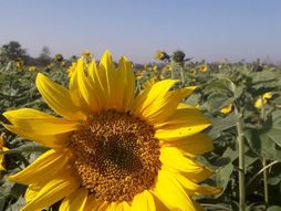 Suncokreti procvetali u sred jeseni, Biznis Agro