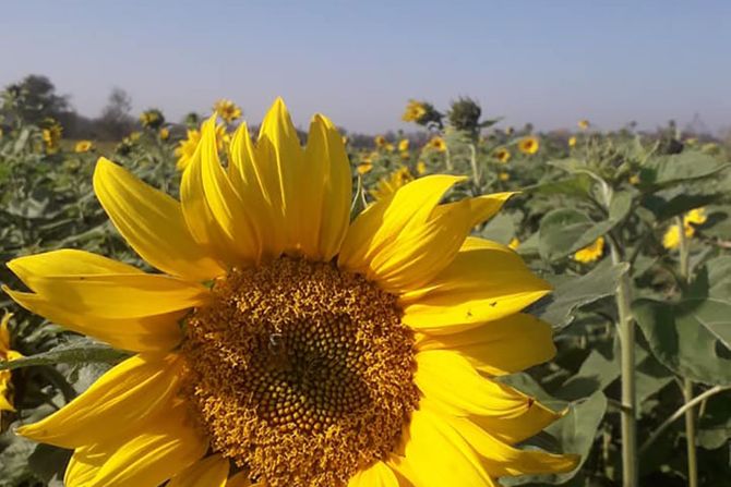 Suncokreti procvetali u sred jeseni, Biznis Agro