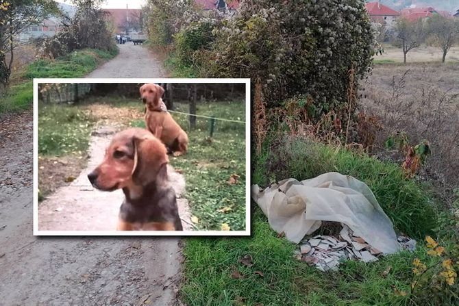 Psi bačeni pokraj puta, Napušteni psi