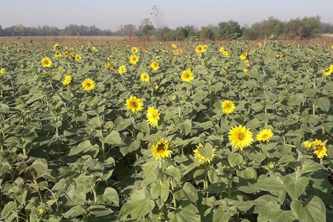 Suncokreti procvetali u sred jeseni, Biznis Agro