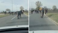 Lep prizor, ali opasna situacija: Na desetine konja slobodno šeta kolovozom u Nišu