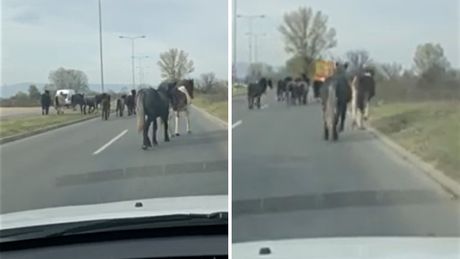Konji na putu