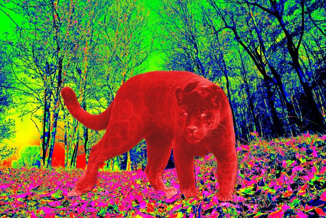 Termalna kamera kamere šuma panter Termalna kamera kamere šuma panter